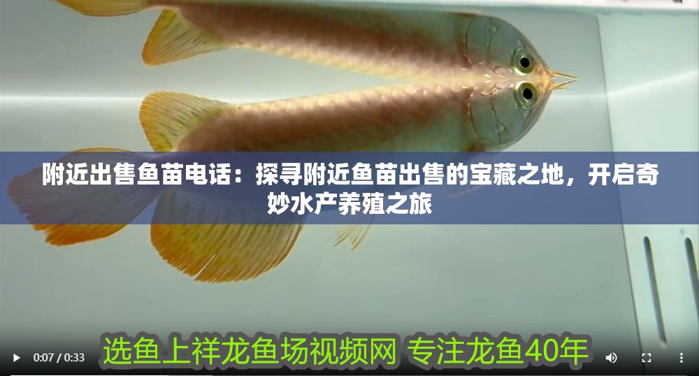 附近出售魚苗電話：探尋附近魚苗出售的寶藏之地，開啟奇妙水產養殖之旅