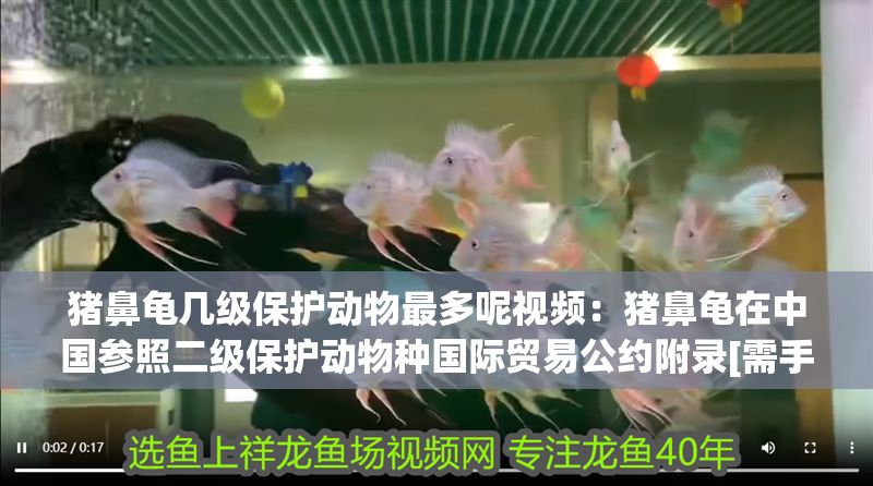 豬鼻龜幾級保護動物最多呢視頻：豬鼻龜在中國參照二級保護動物種國際貿易公約附錄[需手動填充]豬鼻龜