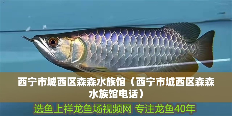 西寧市城西區(qū)森森水族館（西寧市城西區(qū)森森水族館電話）