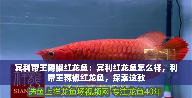 賓利帝王辣椒紅龍魚：賓利紅龍魚怎么樣，利帝王辣椒紅龍魚，探索這款