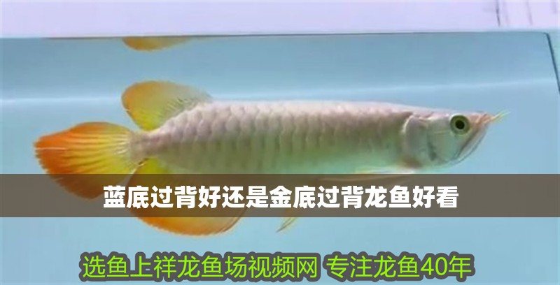 藍(lán)底過背好還是金底過背龍魚好看 藍(lán)底過背好還是金底過背龍魚好看 龍魚百科 第2張
