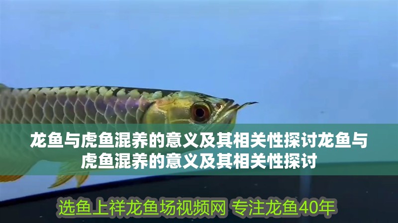 龍魚與虎魚混養(yǎng)的意義及其相關(guān)性探討龍魚與虎魚混養(yǎng)的意義及其相關(guān)性探討