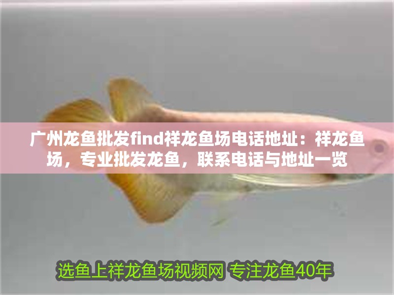 廣州龍魚批發find祥龍魚場電話地址：祥龍魚場，專業批發龍魚，聯系電話與地址一覽