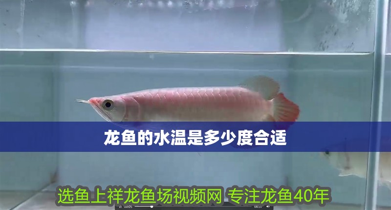 龍魚的水溫是多少度合適