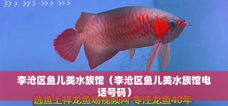 李滄區魚兒美水族館（李滄區魚兒美水族館電話號碼）