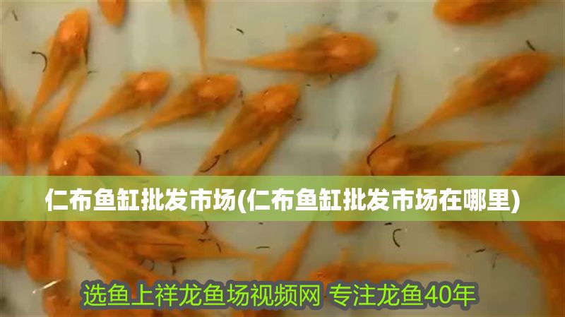 仁布魚缸批發(fā)市場(仁布魚缸批發(fā)市場在哪里) 仁布魚缸批發(fā)市場(仁布魚缸批發(fā)市場在哪里) 錦鯉魚百科 第1張