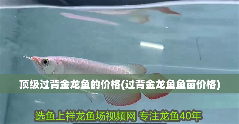 頂級過背金龍魚的價格(過背金龍魚魚苗價格) 頂級過背金龍魚的價格(過背金龍魚魚苗價格) 金龍魚百科 第1張