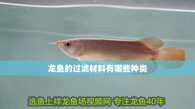 龍魚的過濾材料有哪些種類