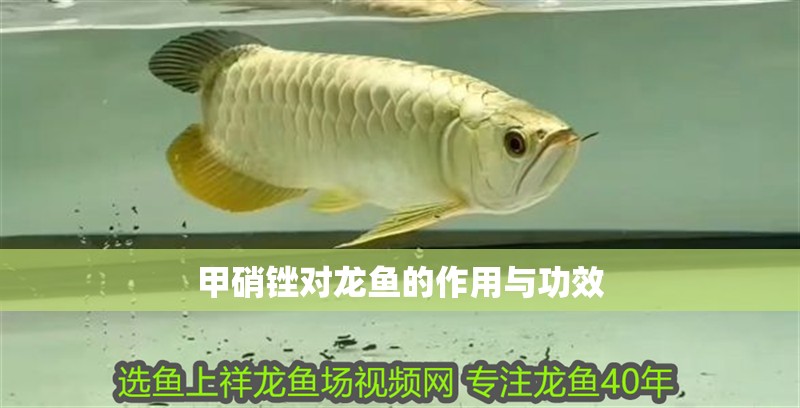 甲硝銼對龍魚的作用與功效 甲硝銼對龍魚的作用與功效 龍魚百科 第2張