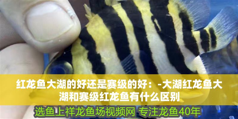 紅龍魚大湖的好還是賽級的好：-大湖紅龍魚大湖和賽級紅龍魚有什么區(qū)別