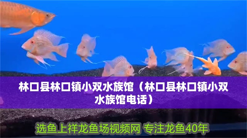 林口縣林口鎮小雙水族館（林口縣林口鎮小雙水族館電話）