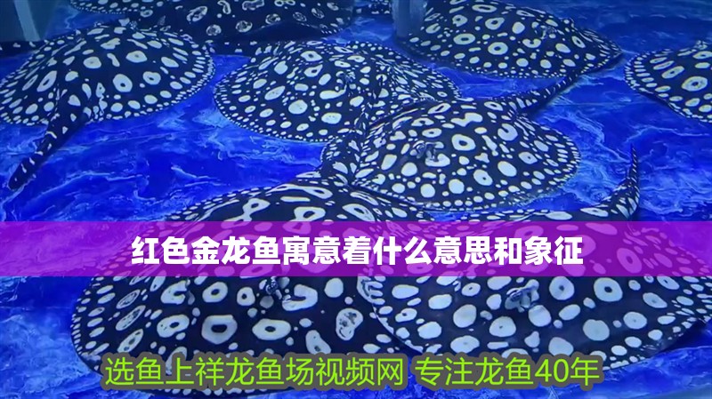 紅色金龍魚寓意著什么意思和象征 紅色金龍魚寓意著什么意思和象征 龍魚百科 第2張