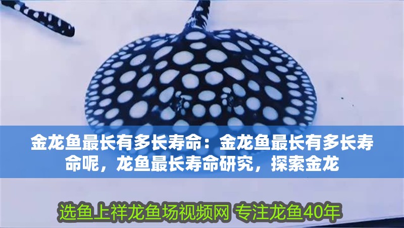 金龍魚最長有多長壽命：金龍魚最長有多長壽命呢，龍魚最長壽命研究，探索金龍