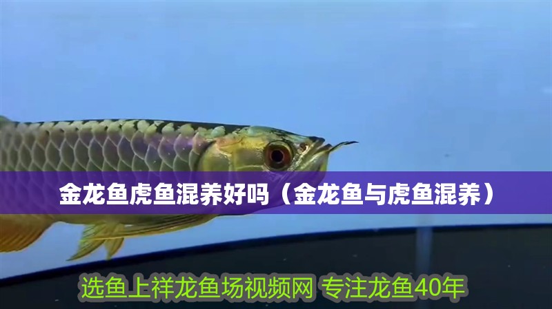 魚缸過濾器選購指南:自制魚缸過濾器魚缸上置過濾器對于養魚愛好者的必備知識 金龍魚虎魚混養好嗎(金龍魚與虎魚混養) 虎魚百科 金龍魚虎魚混養好嗎(金龍魚與虎魚混養) 金龍魚虎魚混養好嗎(金龍魚與虎魚混養) 虎魚百科
