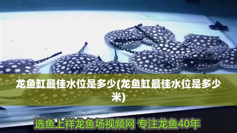 龍魚缸最佳水位是多少(龍魚缸最佳水位是多少米)