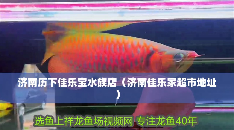 濟(jì)南歷下佳樂寶水族店（濟(jì)南佳樂家超市地址）