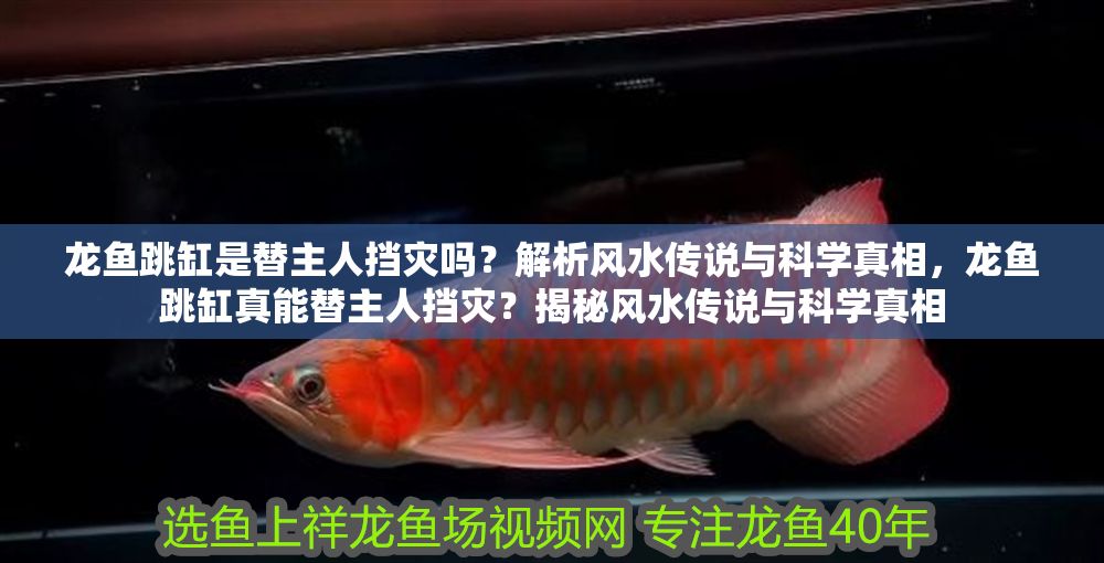 龍魚跳缸是替主人擋災嗎？解析風水傳說與科學真相，龍魚跳缸真能替主人擋災？揭秘風水傳說與科學真相