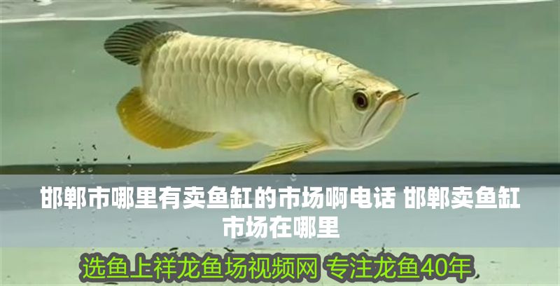 邯鄲市哪里有賣魚缸的市場(chǎng)啊電話 邯鄲賣魚缸市場(chǎng)在哪里