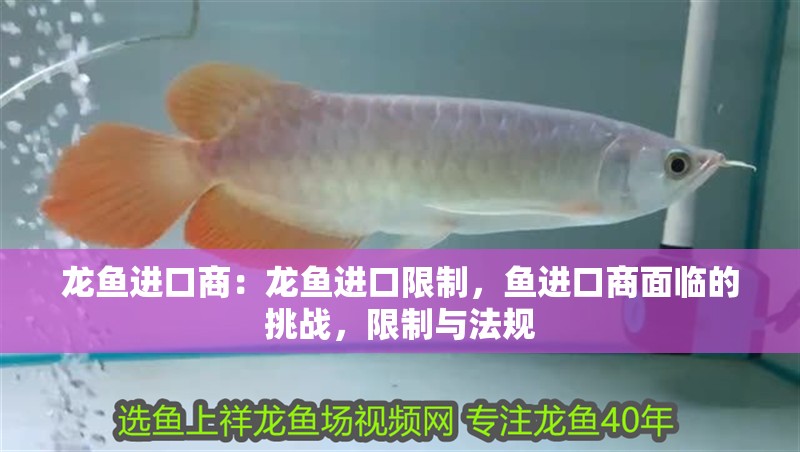 龍魚(yú)進(jìn)口商：龍魚(yú)進(jìn)口限制，魚(yú)進(jìn)口商面臨的挑戰(zhàn)，限制與法規(guī)