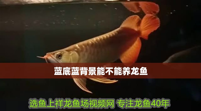 藍底藍背景能不能養龍魚