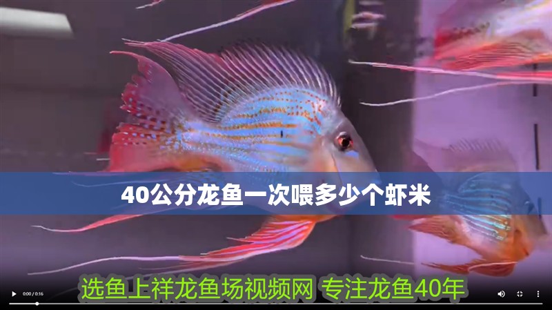 40公分龍魚一次喂多少個蝦米