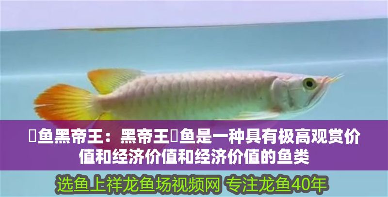 魟魚黑帝王：黑帝王魟魚是一種具有極高觀賞價值和經濟價值和經濟價值的魚類