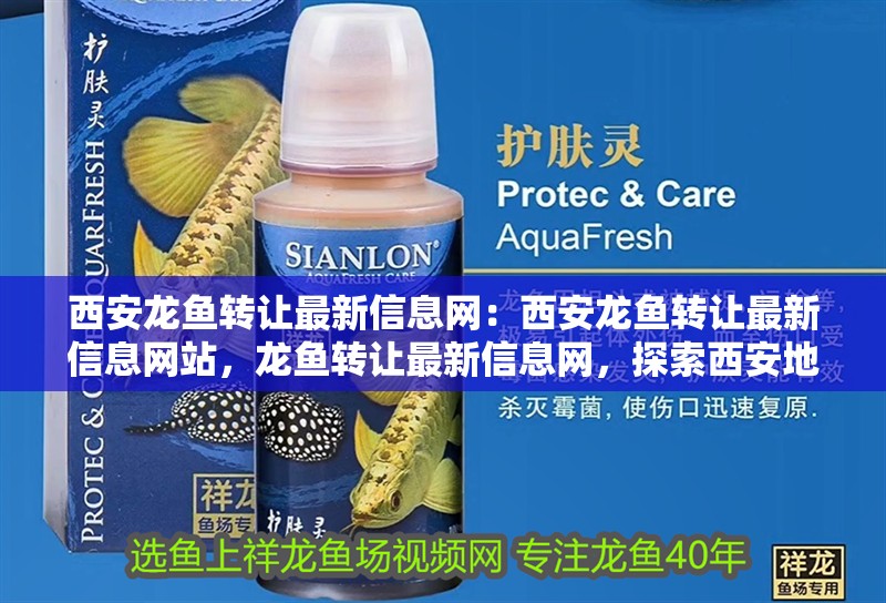 西安龍魚轉讓最新信息網：西安龍魚轉讓最新信息網站，龍魚轉讓最新信息網，探索西安地區龍魚交易的