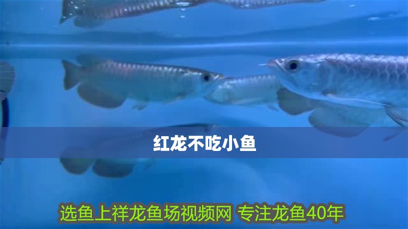 紅龍不吃小魚 紅龍不吃小魚 龍魚百科 第2張