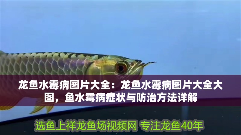 龍魚水霉病圖片大全：龍魚水霉病圖片大全大圖，魚水霉病癥狀與防治方法詳解 龍魚水霉病圖片大全：龍魚水霉病圖片大全大圖，魚水霉病癥狀與防治方法詳解 水族問答