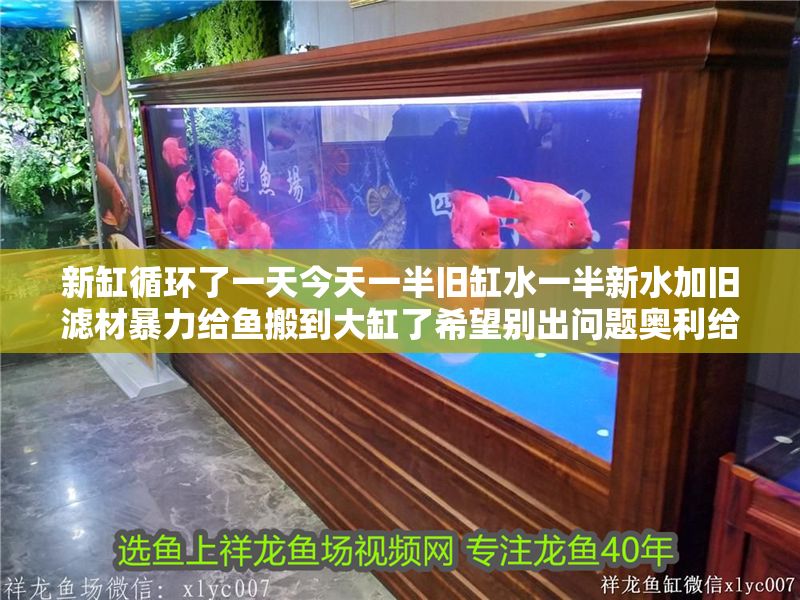 新缸循環了一天今天一半舊缸水一半新水加舊濾材暴力給魚搬到大缸了希望別出問題奧利給