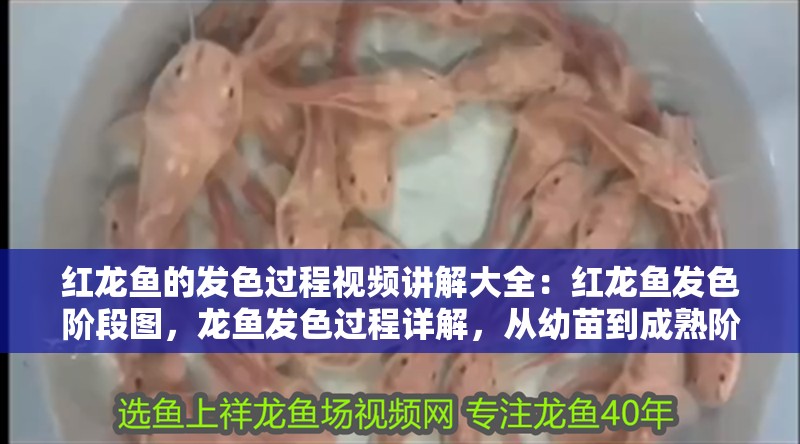 紅龍魚的發色過程視頻講解大全：紅龍魚發色階段圖，龍魚發色過程詳解，從幼苗到成熟階段圖