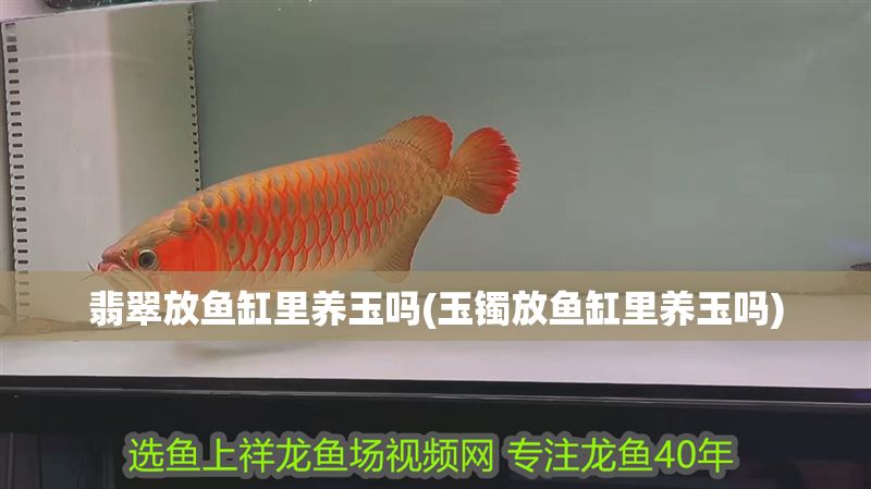 翡翠放魚(yú)缸里養(yǎng)玉嗎(玉鐲放魚(yú)缸里養(yǎng)玉嗎)