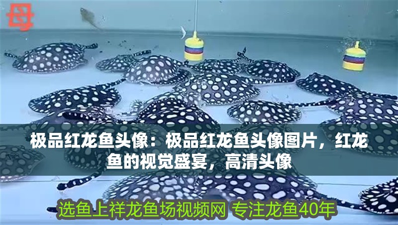 極品紅龍魚頭像：極品紅龍魚頭像圖片，紅龍魚的視覺盛宴，高清頭像