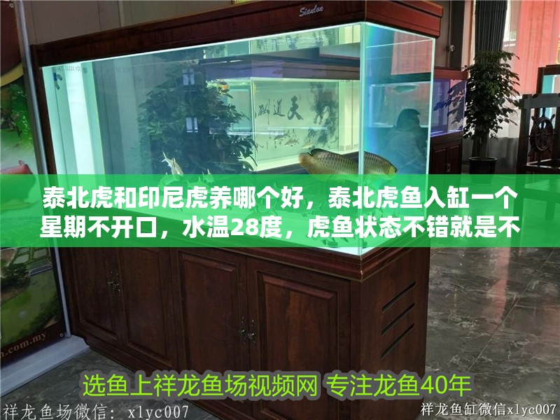 泰北虎和印尼虎養哪個好，泰北虎魚入缸一個星期不開口，水溫28度，虎魚狀態不錯就是不吃東西是怎么回事