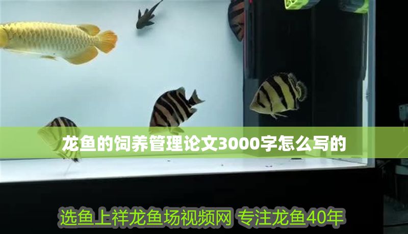 龍魚的飼養管理論文3000字怎么寫的