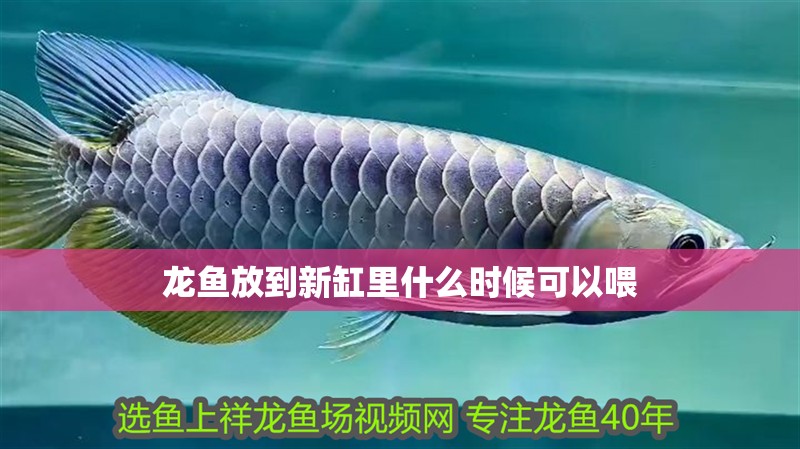 龍魚放到新缸里什么時候可以喂