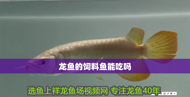 龍魚的飼料魚能吃嗎 龍魚的飼料魚能吃嗎 龍魚百科 第2張