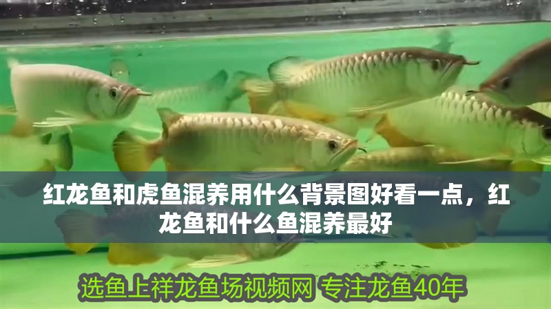 紅龍魚和虎魚混養(yǎng)用什么背景圖好看一點(diǎn)，紅龍魚和什么魚混養(yǎng)最好