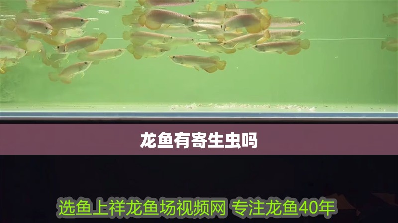 龍魚有寄生蟲嗎