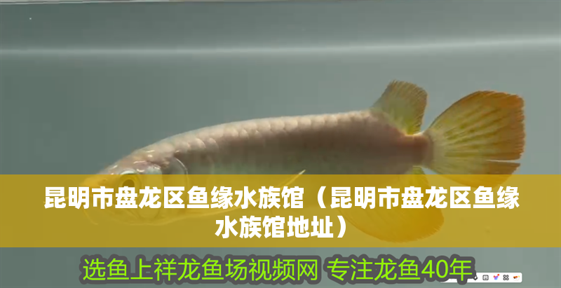 昆明市盤龍區(qū)魚緣水族館（昆明市盤龍區(qū)魚緣水族館地址）