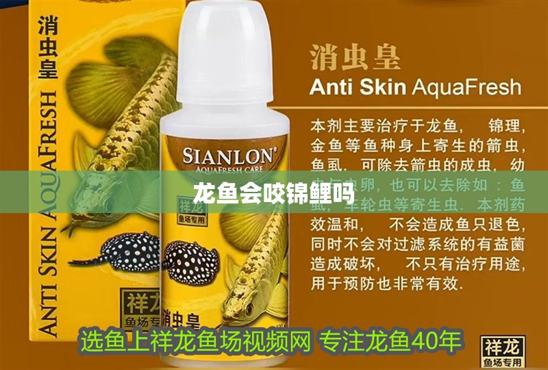 龍魚會咬錦鯉嗎