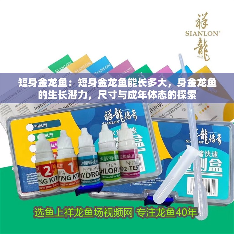 短身金龍魚：短身金龍魚能長多大，身金龍魚的生長潛力，尺寸與成年體態(tài)的探索