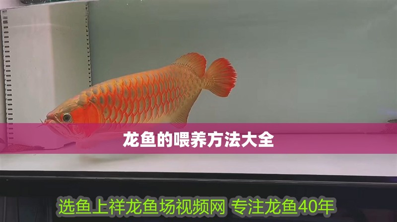 龍魚的喂養方法大全