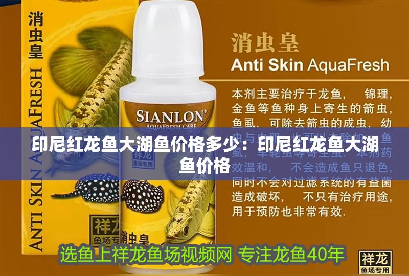 印尼紅龍魚大湖魚價格多少：印尼紅龍魚大湖魚價格