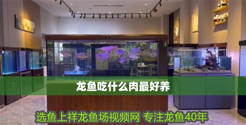 龍魚吃什么肉最好養