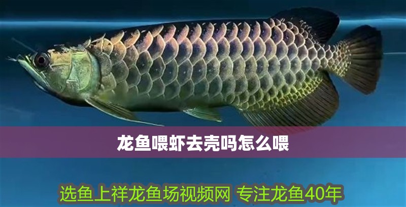 龍魚喂蝦去殼嗎怎么喂