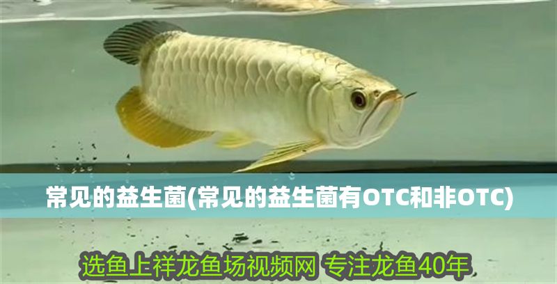 常見的益生菌(常見的益生菌有OTC和非OTC)