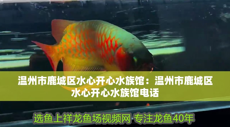 溫州市鹿城區(qū)水心開心水族館：溫州市鹿城區(qū)水心開心水族館電話 溫州市鹿城區(qū)水心開心水族館：溫州市鹿城區(qū)水心開心水族館電話 全國(guó)水族館企業(yè)名錄 第2張