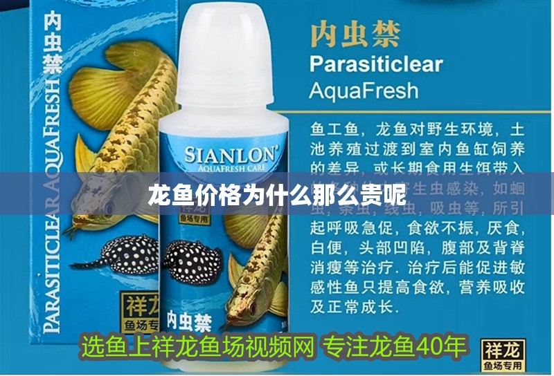 龍魚價格為什么那么貴呢