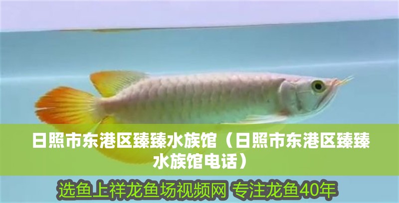 日照市東港區(qū)臻臻水族館（日照市東港區(qū)臻臻水族館電話）